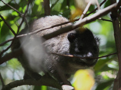 Dendrohyrax arboreus