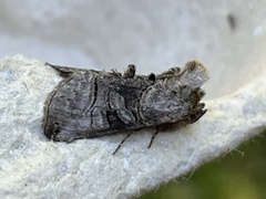 Abrostola tripartita