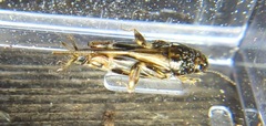 Neotridactylus
