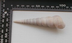 Turritella terebra