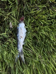 Alosa pseudoharengus