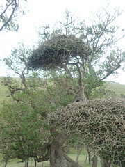 Pittosporum obcordatum