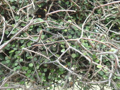Pittosporum obcordatum