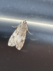 Scoparia ambigualis