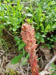 Orobanche gracilis