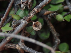 Pittosporum obcordatum