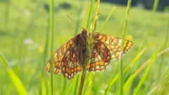 Euphydryas intermedia