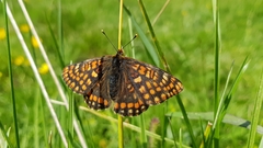 Euphydryas intermedia