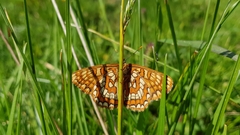 Euphydryas intermedia