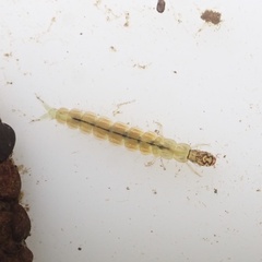 Polycentropus flavomaculatus