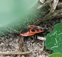 Pyrrhocoris apterus