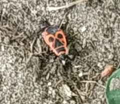 Pyrrhocoris apterus