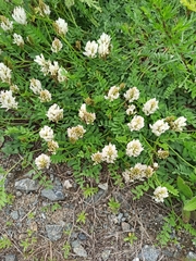 Astragalus marinus