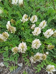 Astragalus marinus