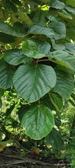 Ficus auriculata