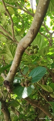 Ficus auriculata