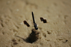 Brachythemis impartita