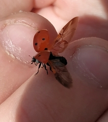 Coccinella septempunctata