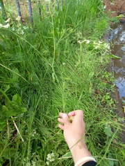 Achillea millefolium