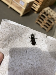 Spondylis buprestoides