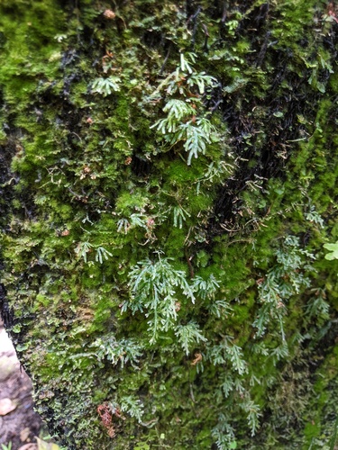 Abrodictyum cumingii observed 2022-06-14