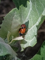 Hippodamia variegata