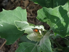 Hippodamia variegata
