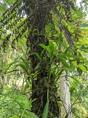 Liparis viridiflora