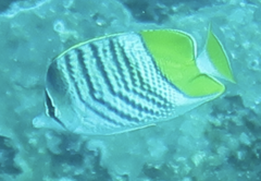 Chaetodon mertensii