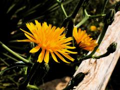 Helminthotheca aculeata