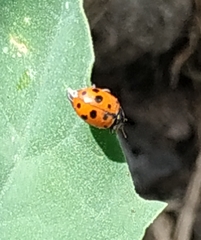 Hippodamia variegata