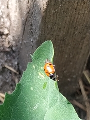 Hippodamia variegata