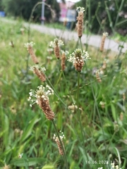 Plantago lanceolata