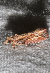 Statherotis euryphaea