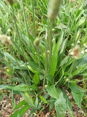 Plantago lanceolata