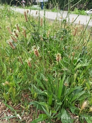 Plantago lanceolata