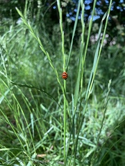Harmonia axyridis