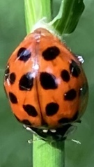 Harmonia axyridis