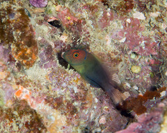 Cirripectes vanderbilti