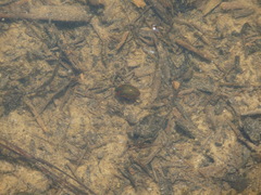 Tropisternus collaris