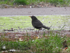 Turdus merula