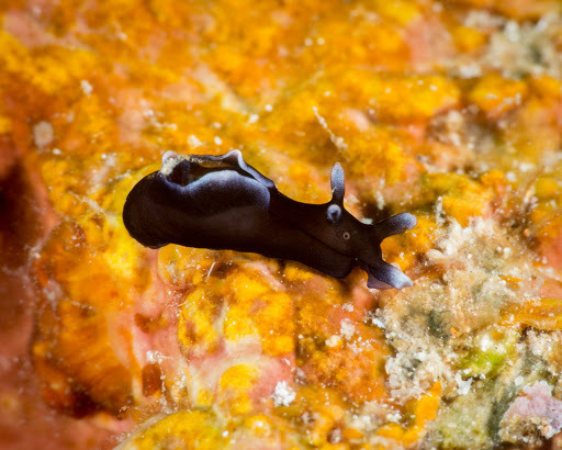Aplysia elongata