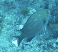 Pomacentrus brachialis