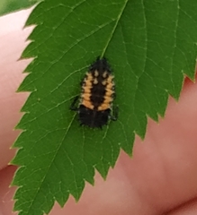 Harmonia axyridis
