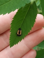 Harmonia axyridis