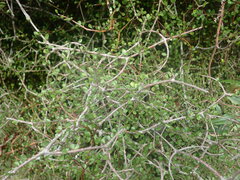 Pittosporum obcordatum