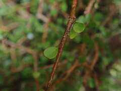 Pittosporum obcordatum