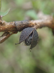 Pittosporum obcordatum