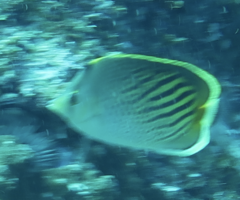 Chaetodon pelewensis