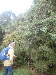 Pittosporum obcordatum